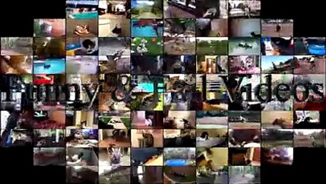 Funny Cats and Dogs Wearing Shoes - Funny Cats And Dogs