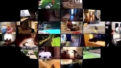 Animals and Humans Fails - Fails Compilation