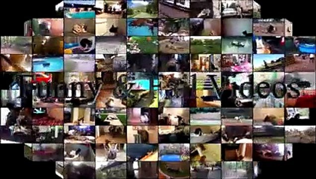 Funny Animals vs Doors - Funny Animals Compilation - Funny Cats And Dogs