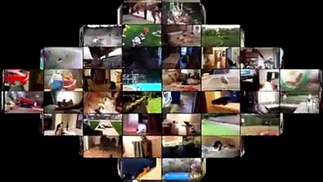 Funny Cats Sleeping - Funny Cute Cats Compilation - Sleeping Cats Part 2