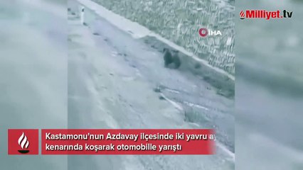 Yavru ayılar arabayla yarıştı