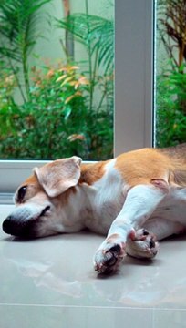 Waterfall Meditation Oasis - Cleansing Renewal