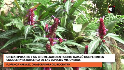 Download Video: Un mariposario y un bromeliario en Puerto iguazú que permiten conocer y estar cerca de las especies misioneras