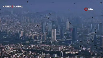 Dans edercesine uçtular... İstanbul semalarını yüz binlerce leylek süsledi
