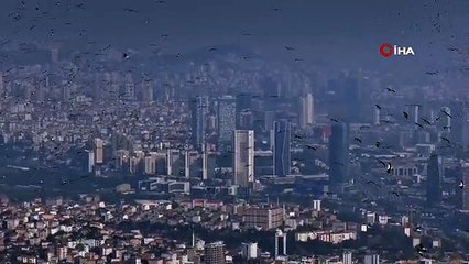 Yüz binlerce leylek İstanbul semalarını süsledi