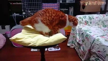 Animal Fails of the Week 4 September 2016 - Animal Fails Compilation 2016