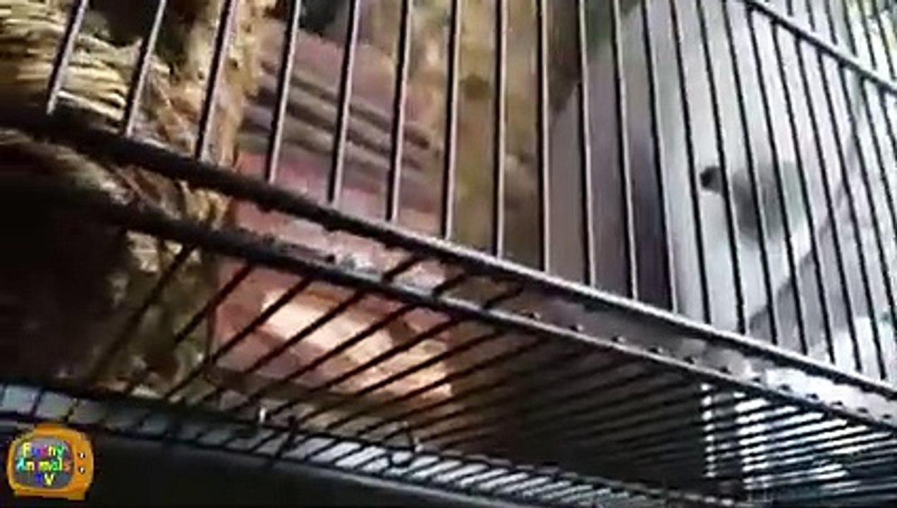 Animal Fails of the Week 3 December 2015 - Animal Fail Videos - Animal ...