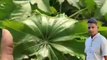 इन पत्तों के होते हैं अनेकों फायदे | अरण्डी/castor/एरंड की पत्तियों के फायदे और नुकसान | castor leaf benefits !!अरण्डी पत्तियों के उपयोग