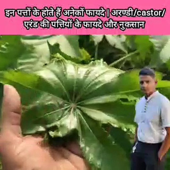 इन पत्तों के होते हैं अनेकों फायदे | अरण्डी/castor/एरंड की पत्तियों के फायदे और नुकसान | castor leaf benefits !!अरण्डी पत्तियों के उपयोग