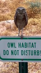 Burrowing Owl Uses All the Body Language