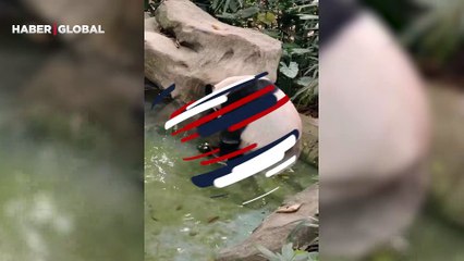 Milyonlarca kez izlendi... Suda huzur bulan pandanın görüntüleri