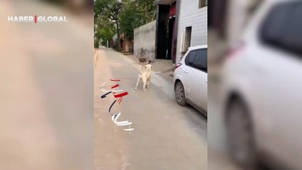 Anne köpek, izinsiz dışarı çıkan yavrularına böyle tepki gösterdi