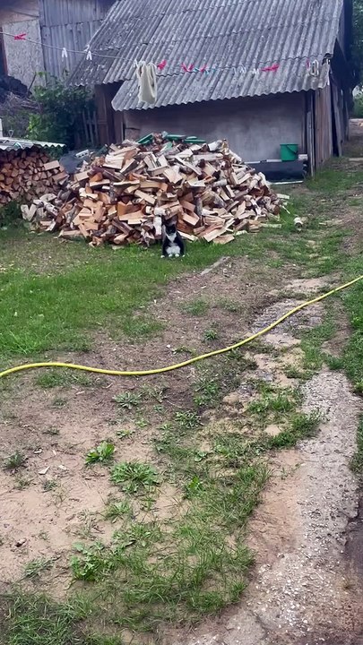 Mustachioed Cat Sits Like Human