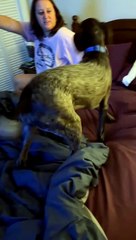 Dog Wants Another Meal