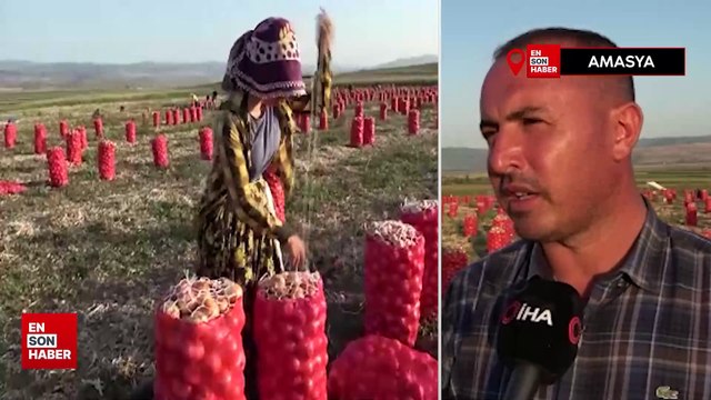 Amasya’da soğan tarlada 4 liraya kadar indi