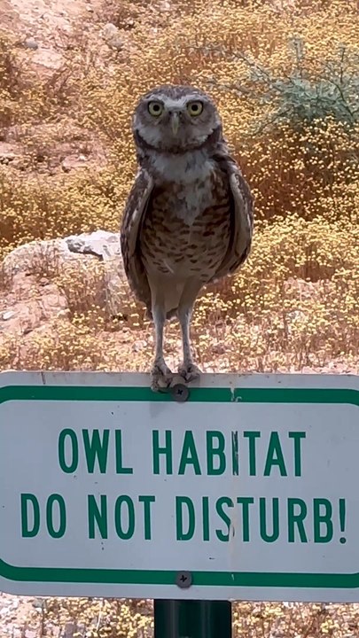 Burrowing Owl Uses All the Body Language