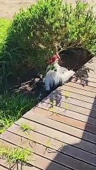Rooster Pretends He's Dead