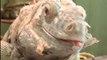 Considerate owner gently takes the shed off of the pet iguana's skin *Incredible Video*