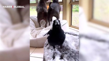 Sosyal medyayı şaşkına çeviren video! Saksağan köpek gibi böyle havladı