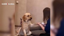 Tırnakları kesilmek üzereyken bayılma numarası yapan köpeğin videosu viral oldu