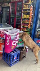 Stray Dog Sneaks a Snack