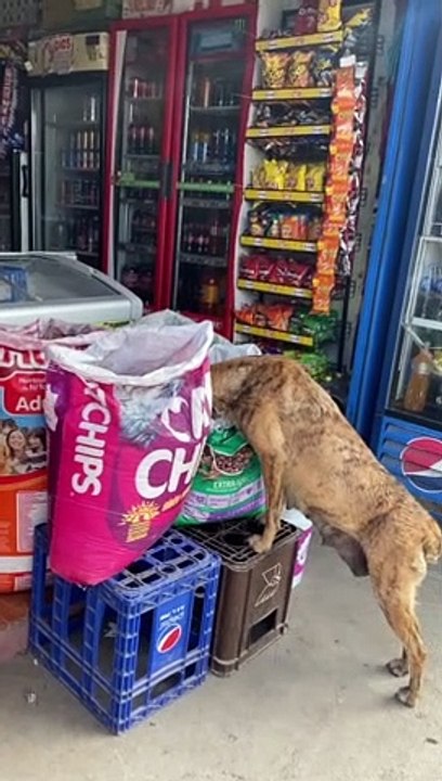 Stray Dog Sneaks a Snack