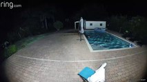Deer Goes for a Late Night Swim in Pool