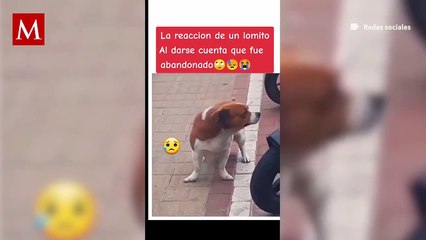 Un perrito que fue abandonado reaccionó con mucha tristeza; el clip rompió el corazón de internautas