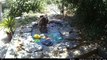 Bear Plays With Fountain In Backyard Pond