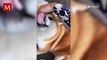 Falleció el perrito más viral del Internet conocido como 'Cheems'; así lo dieron a conocer en redes