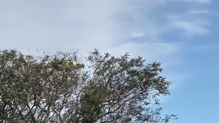 Projeto Falcão é implementado na Região Oeste e Cascavel recebe helicóptero da Polícia Militar