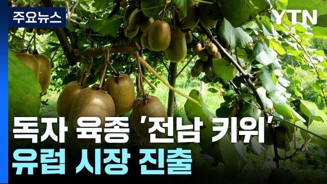 유럽 진출 쾌거 '전남 키위'...10년 동안 '로열티'만 150억 원! / YTN