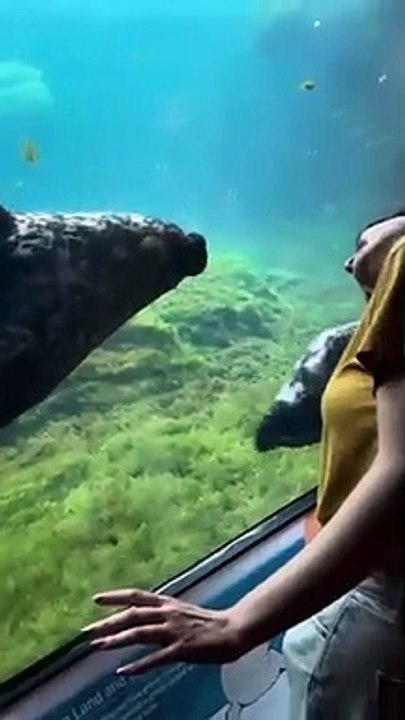 Le phoque commun copie de manière ludique l'invité de l'aquarium