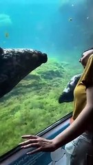 Le phoque commun copie de manière ludique l'invité de l'aquarium