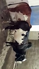 White beautiful Bakra and Gaae (cows) for Bakra eid 2021