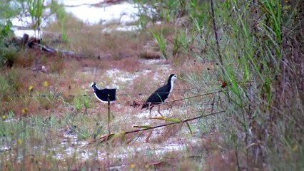 Mikat Ruak -Ruak di jalan eksavator ternyata banyak disini