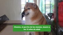 Cheems, el perrito de los memes, muere a los 12 años de edad