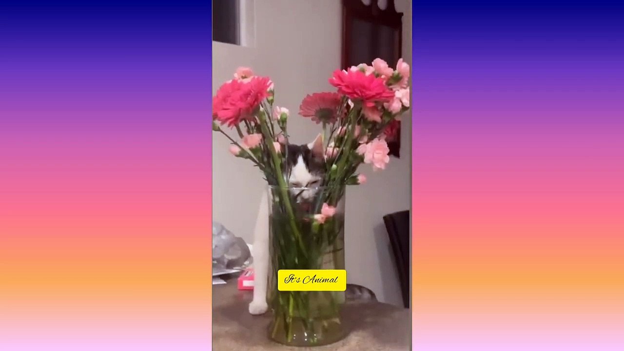Best Funny Animal Videos Of The 2023 Funniest Cats And Dogs Videos