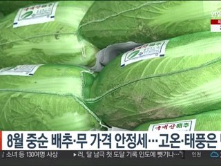 8월 중순 배추·무 가격 안정세…고온·태풍은 변수