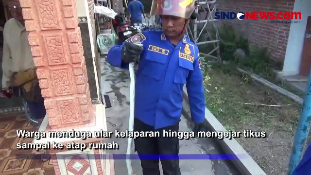 Detik- Detik Evakuasi Ular Sepanjang 2 Meter Sembunyi di Atap Rumah Warga