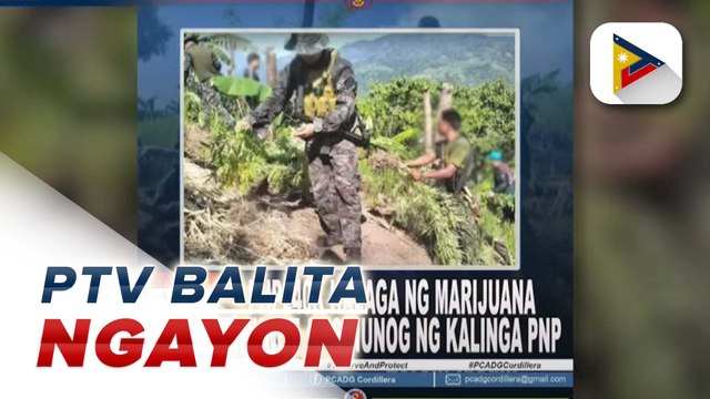 Mahigit P17M halaga ng marijuana plants, binunot at sinunog ng mga pulis sa Kalinga