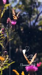 phool_aur_kaliyon_se_mehke_hue_ek_jungle_mein_status(480p)