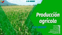 Cultivando Patria | Empresa Integral de Producción Agraria Socialista José Inácio De Abreu e Lima