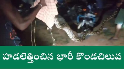 చిత్తూరు జిల్లా: వామ్మో... హడలెత్తించిన భారీ కొండచిలువ