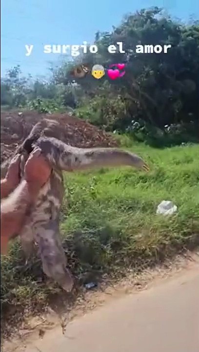 Un paresseux en mode star de cinéma