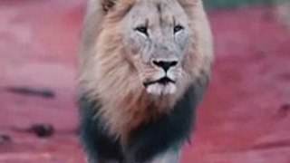 Lion  sound