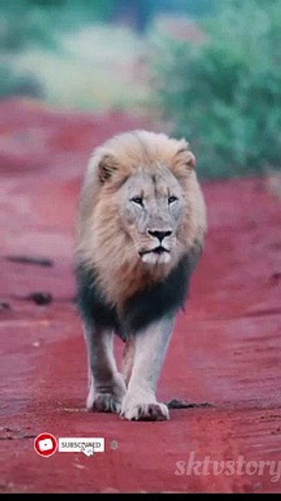 Lion  sound