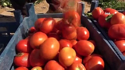 Aracılara isyan eden tarla sahibi halka seslendi: "Gelin tarladan 4 liraya alın"