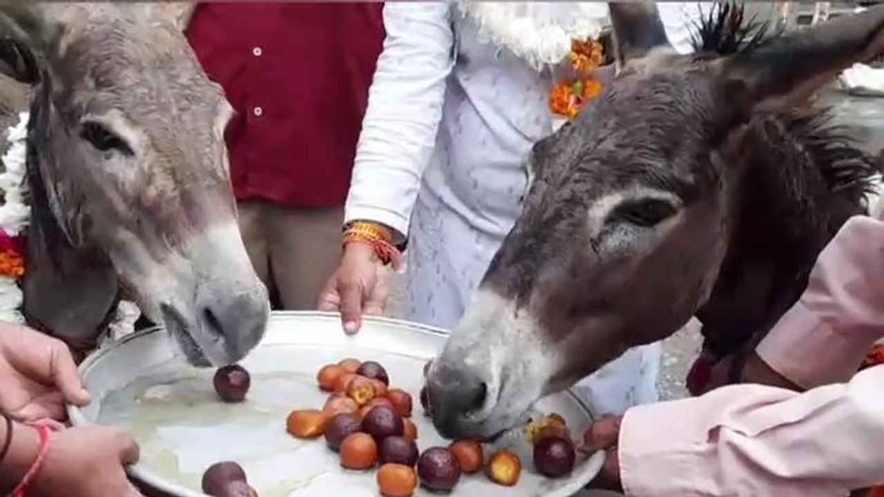 टोटका : इंद्रदेव की मेंहरबानी से गधों ने खाए गुलाब जामुन, देखें मामला
