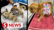 'Oyen' rescued from plane crash site captures the hearts of M'sians
